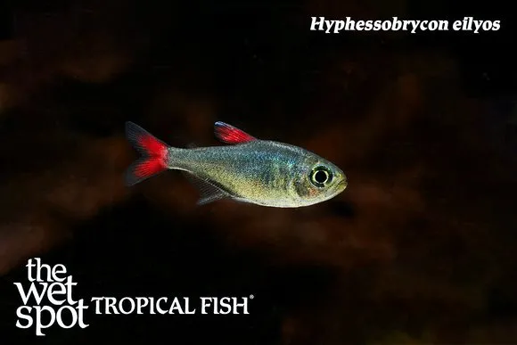 Eilyos tetra (Hyphessobrycon eilyos)