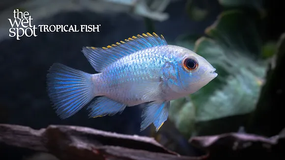 Electric blue ram (Mikrogeophagus ramirezi)