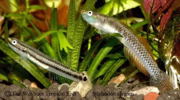 Elegant algae goby (Stiphodon elegans)