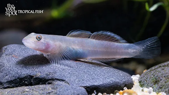 Elegant lentipes goby (Lentipes venustus)