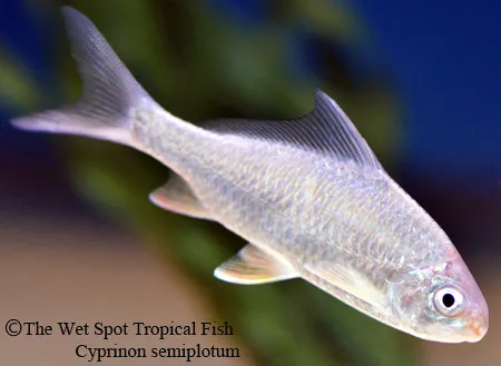 Emperor round-face barb (Cyprinion semiplotum)