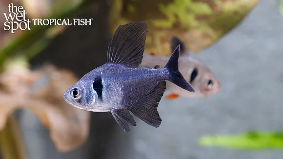 Epicharis tetra (Hyphessobrycon epicharis)
