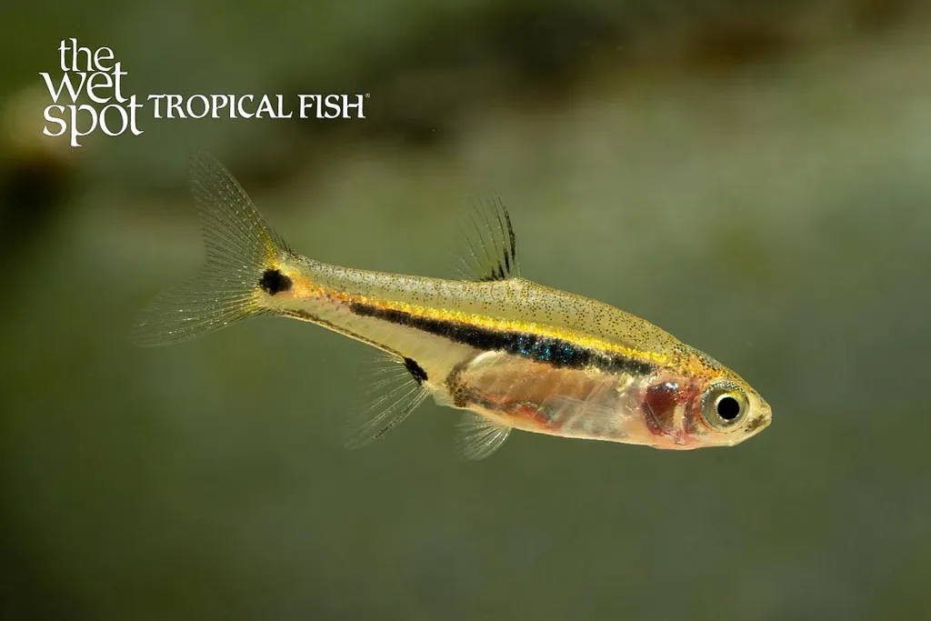 Exclamation-point rasbora (Boraras urophthalmoides)