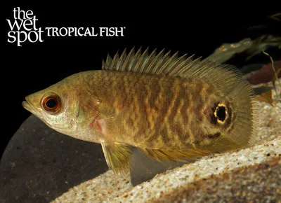 Eyespot bushfish (Ctenopoma ocellatum)