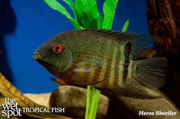 Eyespot severum (Heros liberifer)