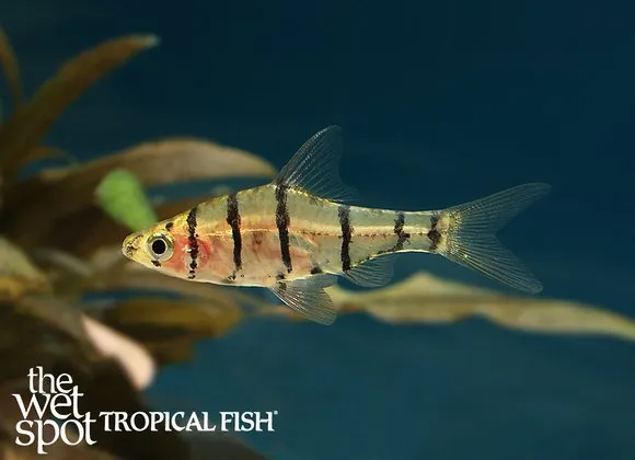 False eight-banded barb (Eirmotus octozona)