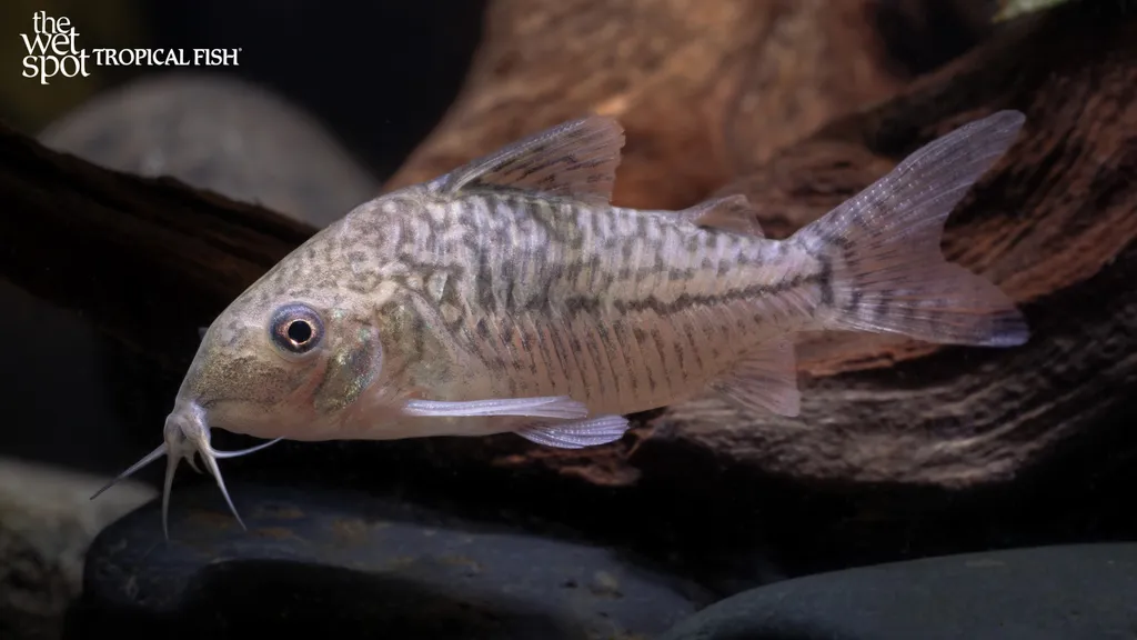 False network catfish (Brochis sodalis)