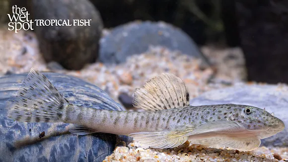 Fang's hillstream loach (Pseudogastromyzon fangi)