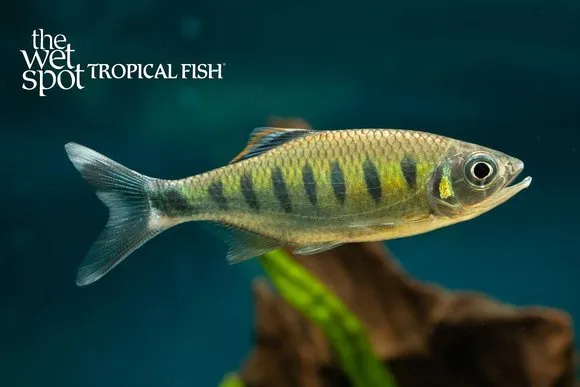 Fiery baril (Opsarius ardens)