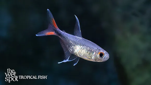 Filament tetra (Hemigrammus filamentosus)
