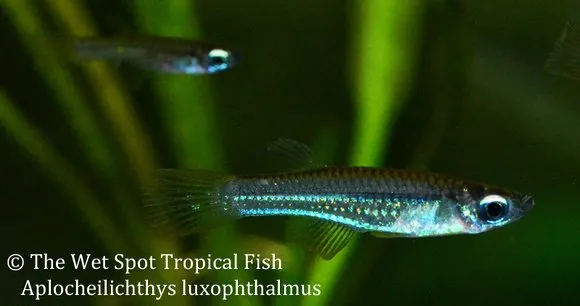 Filamentous lampeye (Poropanchax luxophthalmus)