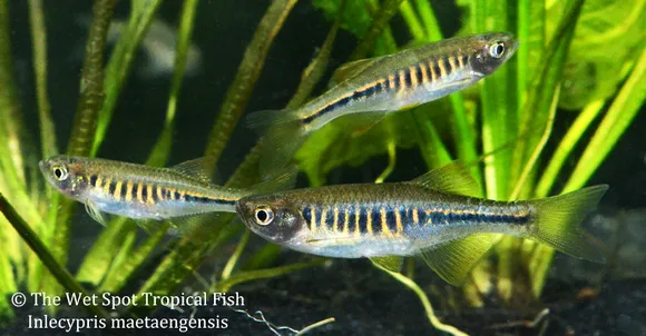 Fire bar danio (Devario maetaengensis)