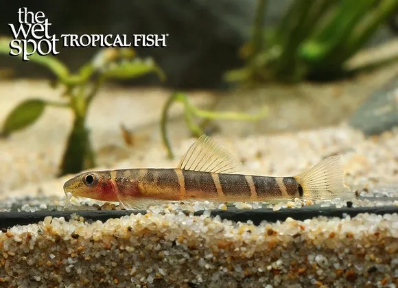 Fire-eyed loach (Barbucca diabolica)