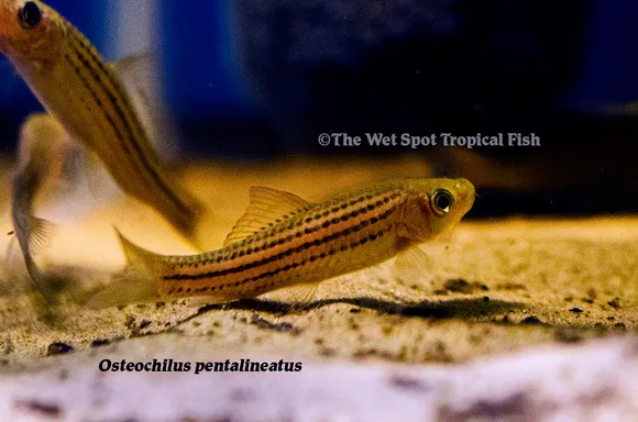 Fiveline bonylip barb (Osteochilus pentalineatus)