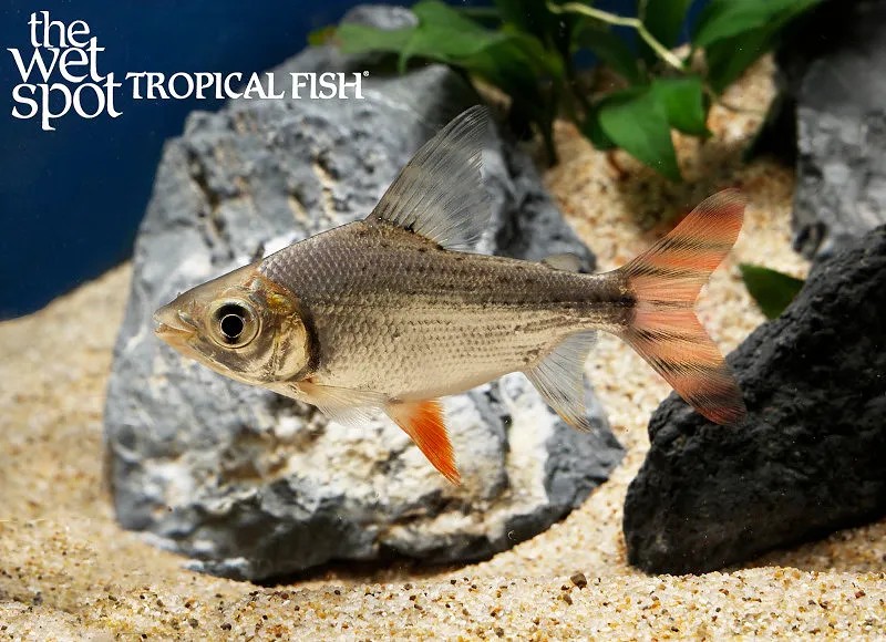Flagtail prochilodus (Semaprochilodus taeniurus)
