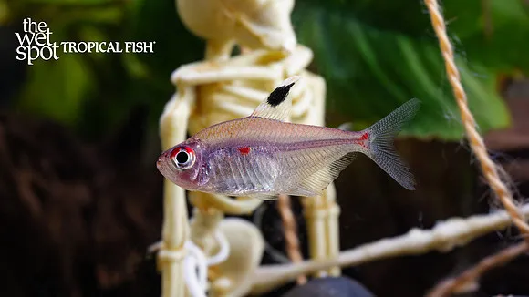 Flameback bleeding heart tetra (Hyphessobrycon pyrrhonotus)
