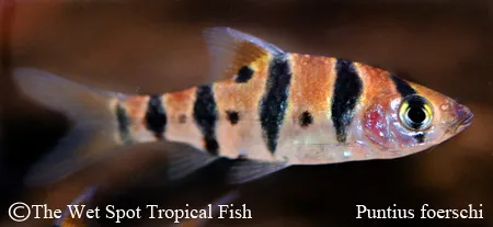 Foersch's barb (Desmopuntius foerschi)