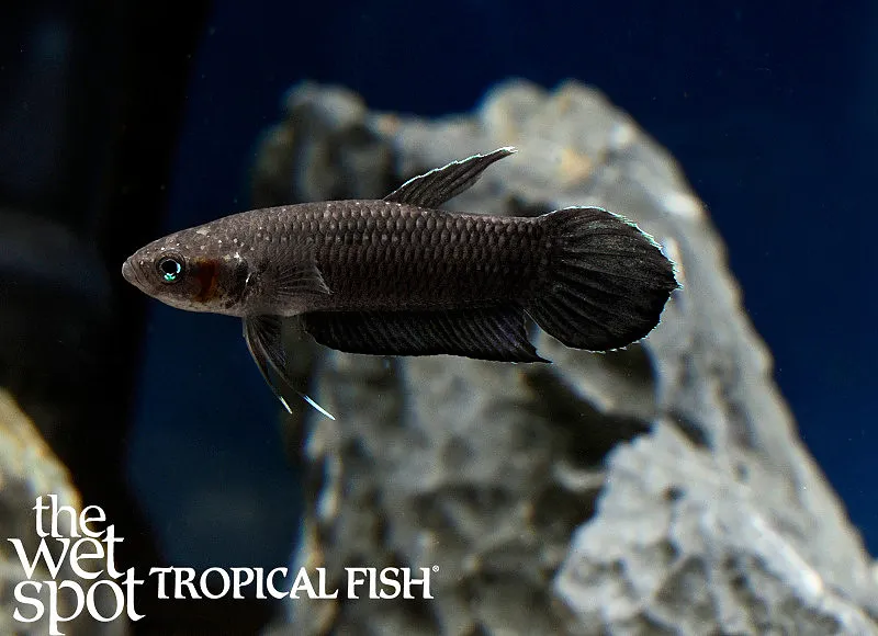 Foersch's betta (Betta foerschi)