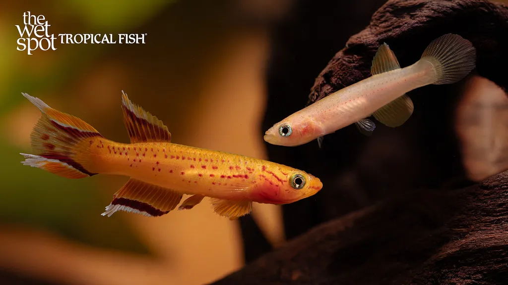 Forktail blue-eye (Pseudomugil furcatus)
