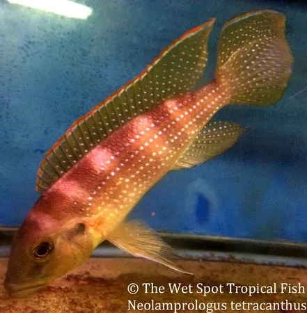 Fourspine lamprologus (Neolamprologus tetracanthus)