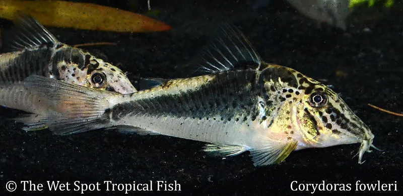 Fowler's cory (Corydoras fowleri)