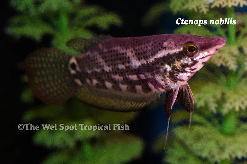 Frail gourami (Ctenops nobilis)
