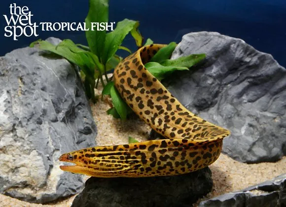 Freshwater moray eel (Gymnothorax polyuranodon)