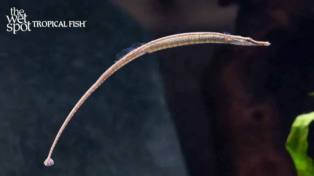 Freshwater pipefish (Doryichthys martensii)