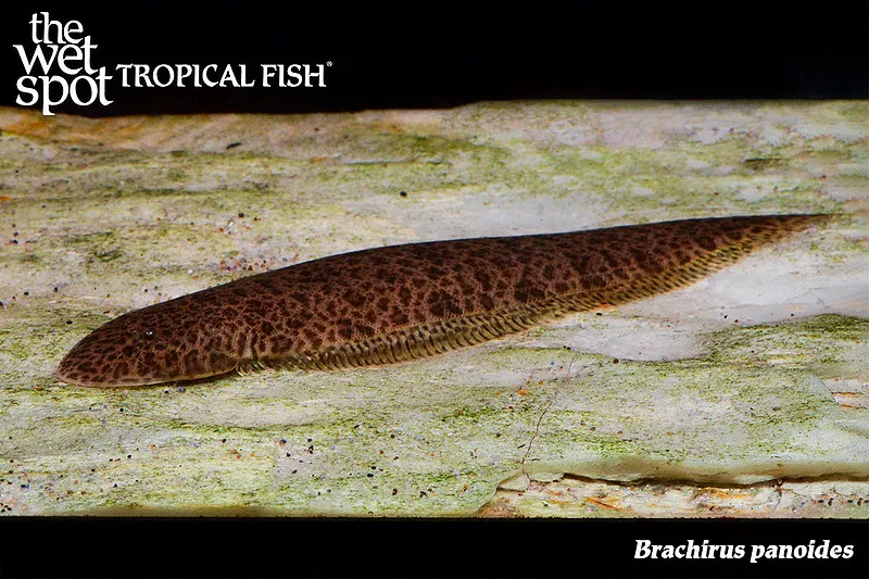 Freshwater sole (Brachirus panoides)