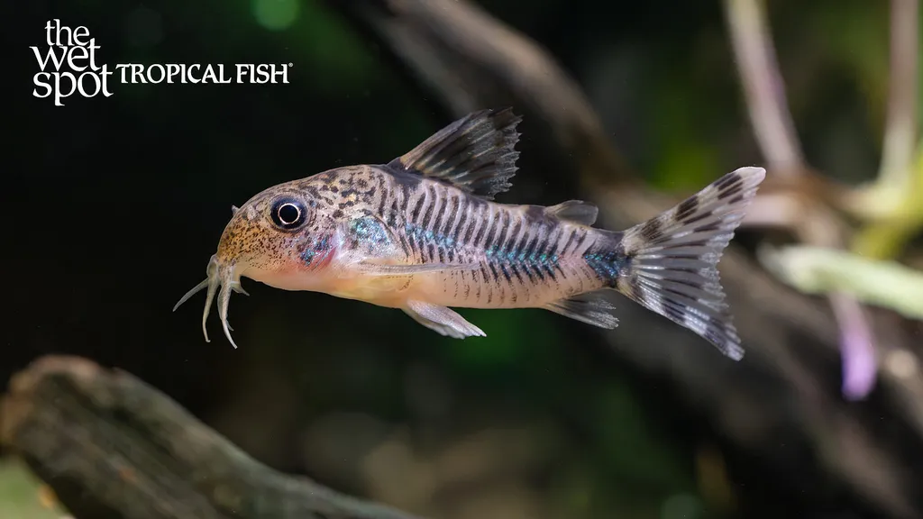 Froehlich's cory (Hoplisoma froehlichi)