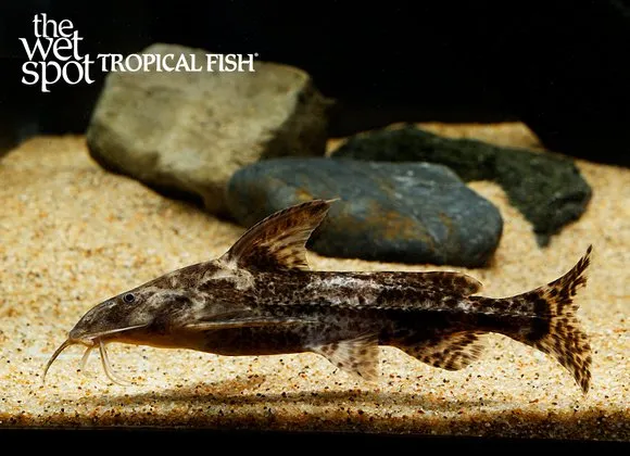 Gallagher's catfish (Rhinodoras gallagheri)