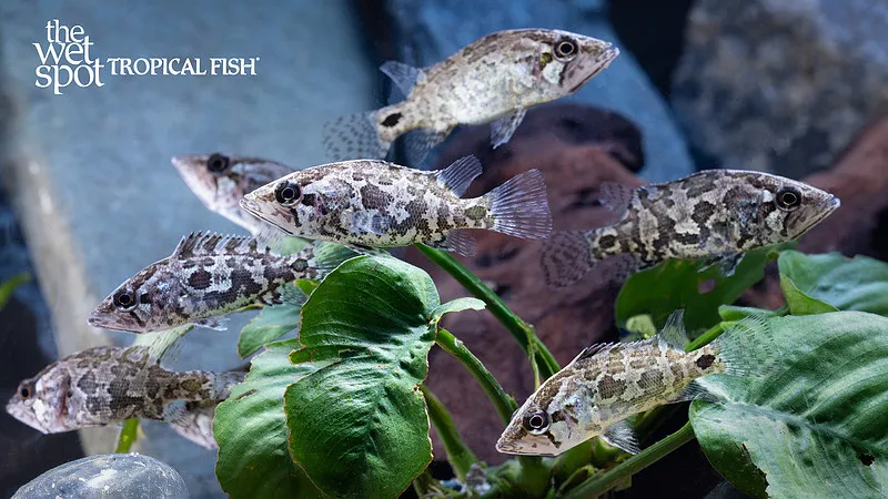 Gangetic leaffish (Nandus nandus)