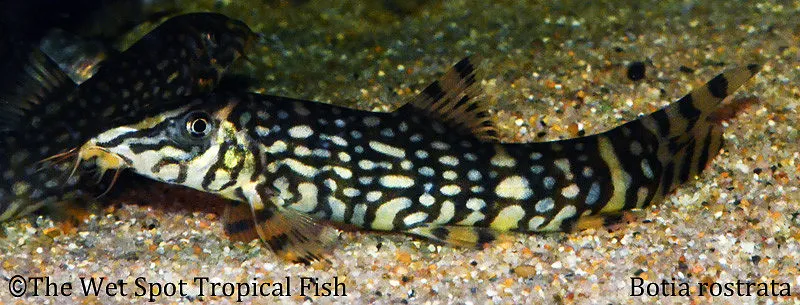 Gangetic loach (Botia rostrata)