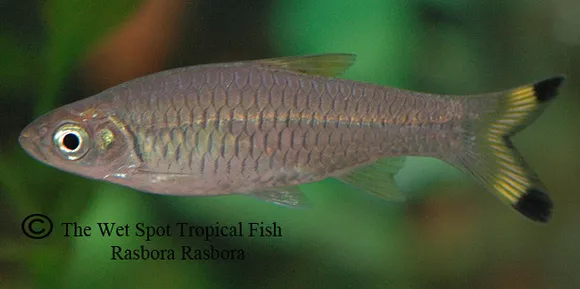Gangetic scissortail rasbora (Rasbora rasbora)