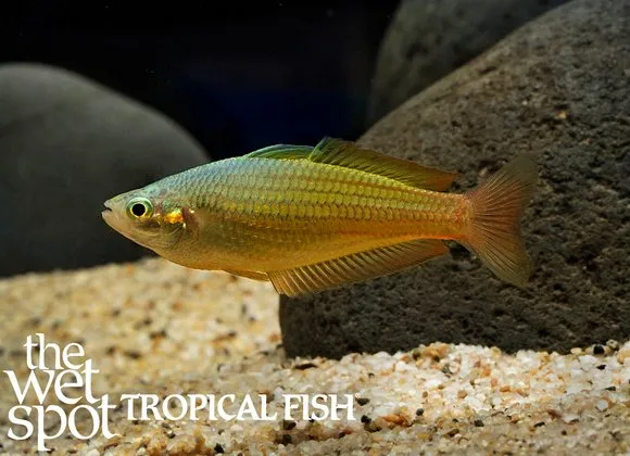 Gary Lange's rainbowfish (Melanotaenia garylangei)
