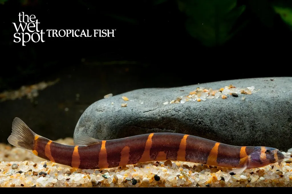 Giant kuhli loach (Pangio myersi)