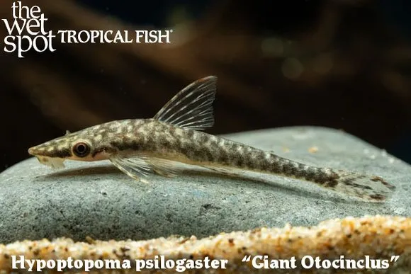 Giant otocinclus (Hypoptopoma psilogaster)