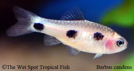 Glowing ember barb (Enteromius candens)
