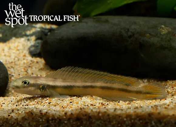 Goby cichlid (Gobiocichla wonderi)