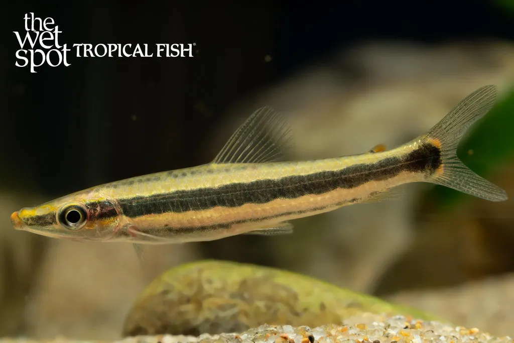 Gold headstander (Anostomus ternetzi)