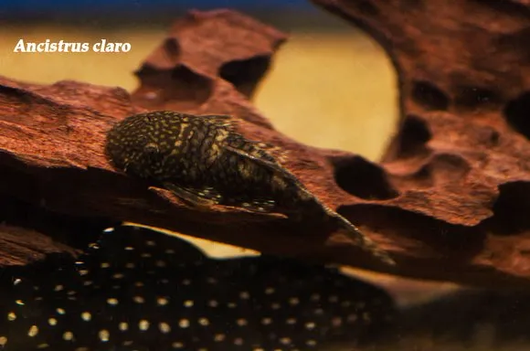 Gold marble bristlenose pleco (Ancistrus claro)