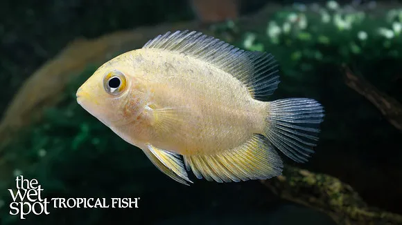 Gold severum (Heros efasciatus)