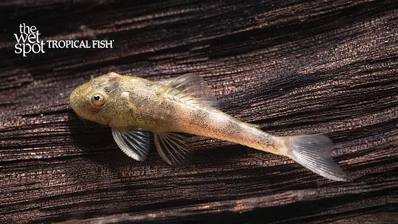Gold spot otocinclus (Parotocinclus spilosoma)