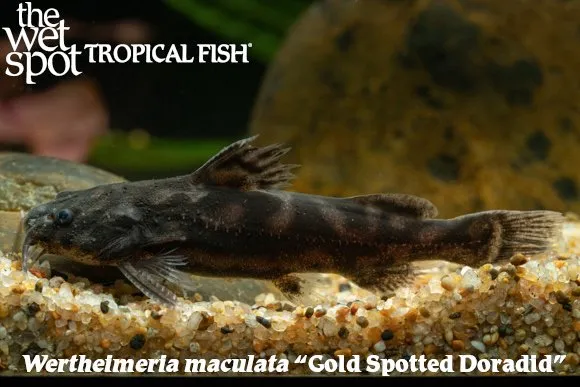 Gold-spotted doradid (Wertheimeria maculata)
