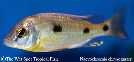 Goldbelly naevochromis (Naevochromis chrysogaster)
