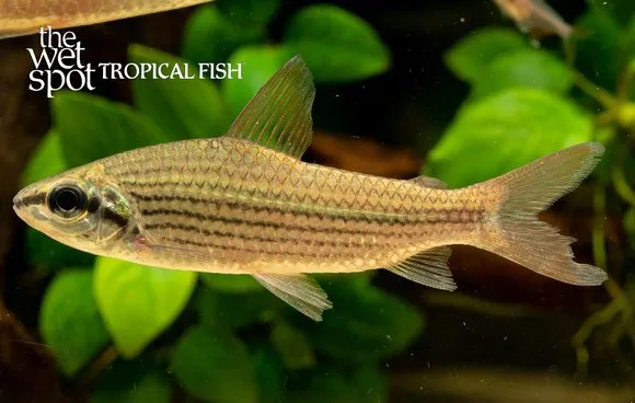 Golden curimata (Cyphocharax multilineatus)