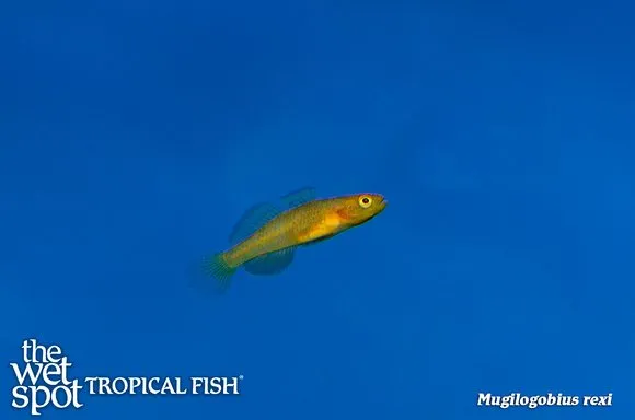 Golden mugilogobius (Mugilogobius rexi)