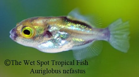 Greenbottle puffer (Auriglobus nefastus)