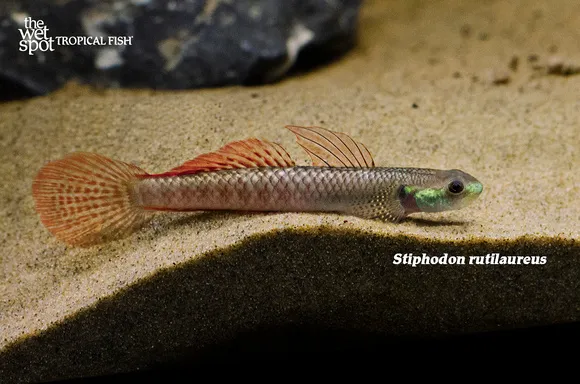 Golden spot goby (Stiphodon rutilaureus)