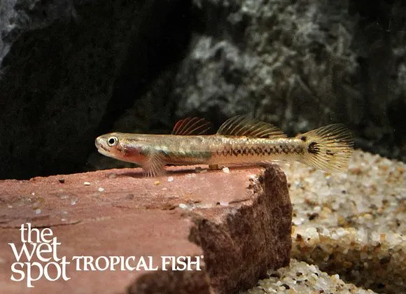 Golden striped goby (Stiphodon aureofuscus)